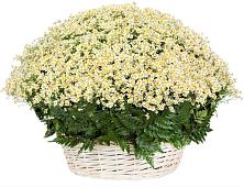 Цветочная композиция из Ромашки в корзине #REPLACE_PRED# Дурнихе